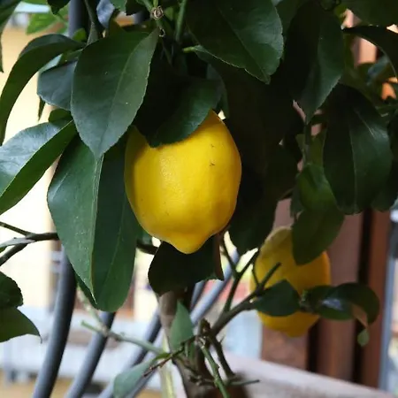 La Terrazza Dei Limoni Apartment Seregno