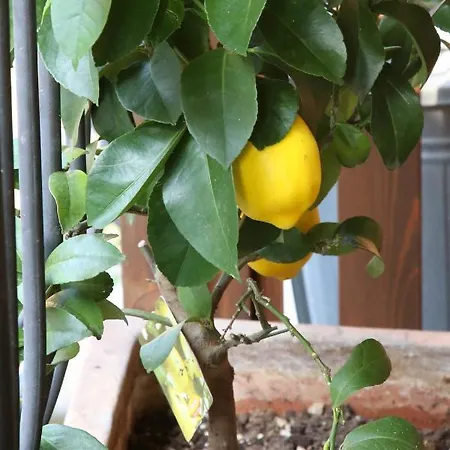 Appartement La Terrazza Dei Limoni Seregno
