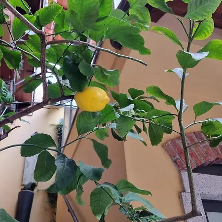 Appartement La Terrazza Dei Limoni *